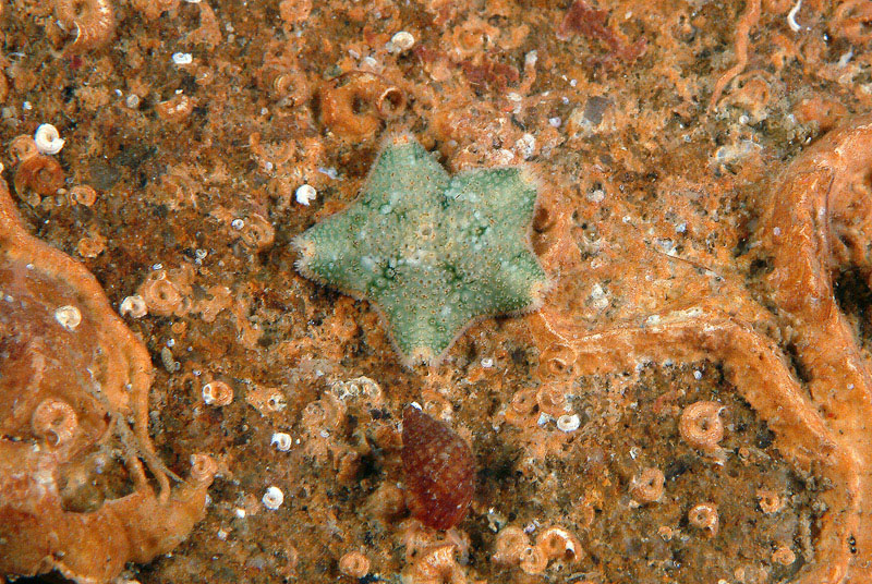 Asterina gibbosa e Asterina panceri